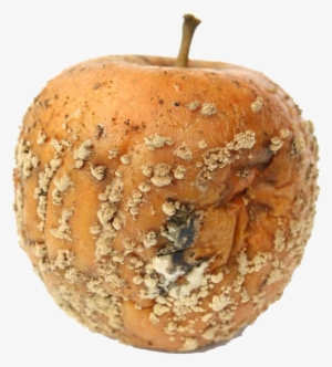 Stock Photography Apple Moldy - Stock Photography #2337723