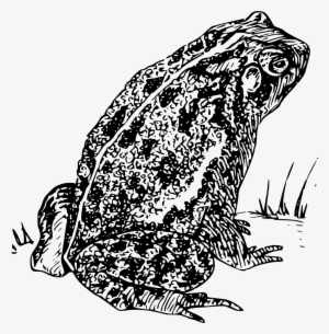 Download Png - Toad Clip Art Black And White #2337859