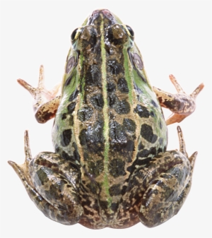 Frog Png - Frog #2338042