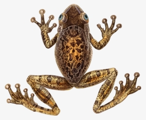 Toad Cuban Tree Frog - Cuban Tree Frog #2338080