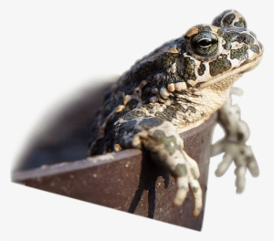 Go Green - Oak Toad #2338152