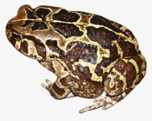 What Does The Western Leopard Toad Sound Like Link - Amietophrynus Pantherinus #2338241 What Does The Western Leopard Toad Sound Like Link - Amietophrynus Pantherinus #2338241