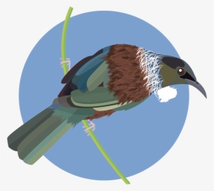 Questions & Answers - Tui Bird Png #2339141