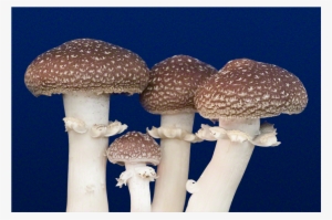 The King Stropharia Mushroom Patch™ - Stropharia Rugosoannulata #2339439
