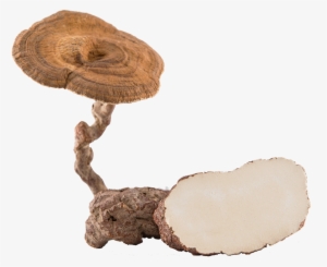 Tiger Milk Mushroom Png #2339544