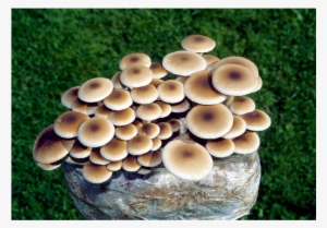 The Pioppino Mushroom Patch™ #2339677