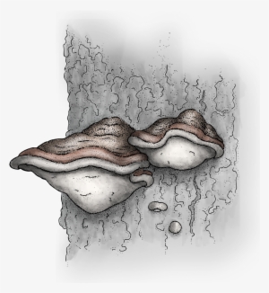 Shelf Fungi - Seldovia #2339760