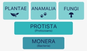 Kingdoms Of Organisms Chart - Kingdom #2339795