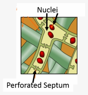 Like Bacteria, Fungi Provide Many Benefits - Bacteria #2339819