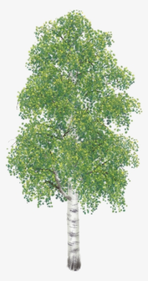 Birch 02 Mature Summer Alpha Transparency Hh - Softwood And Hardwood Trees #2342278