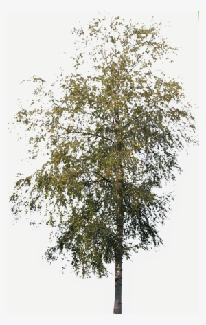 Tree Birch Medium - Kilobyte #2342306