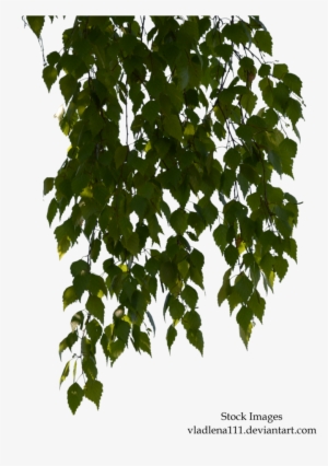 Birch Branches - Birch #2342396