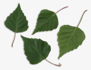 Transparent Leaf Birch #2342425