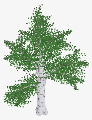 Birch 01 Mature Summer Thc - Canoe Birch #2342823