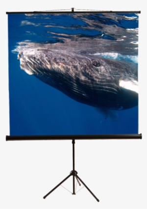 Mustang Sc-t6011 Portable Tripod Projector Screen - Led-backlit Lcd Display #2348374