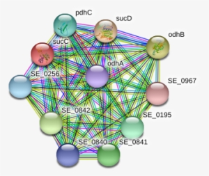 Succ Protein - Circle #2348547