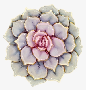 [g] Succ Glitter - Echeveria #2348865