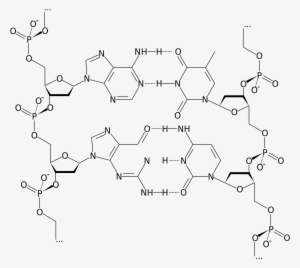 Dna Structure Png Image Black And White Download - Dna Formula Png #2349264
