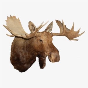 Restore Teddy Roosevelt's Moose Head At Rothmans Steakhouse - Moose Head Transparent #2349539