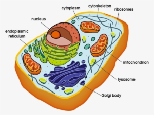 Biology Eukaryotic Cell Structure - Eukaryotic Cell Structure #2349883