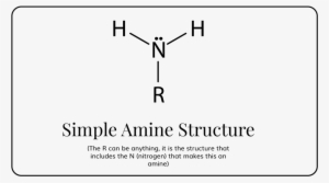 Simple Amine Structure #2349884