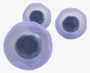 Stemcells - Stem Cells Png #2350536