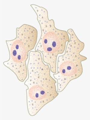 Hela Cells By Togopic - Hela Cells Png #2350658