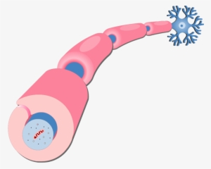 Schwann Cell No Labels #2350688
