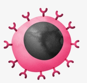 T Cells That Kill Infected Cells And Cancer Cells By - Immune System #2350708