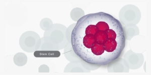 Toto, We're Not In Kansas Anymore - Embryonic Stem Cell Png #2350875