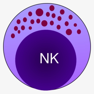 Small - Natural Killer Cells Drawing #2350878