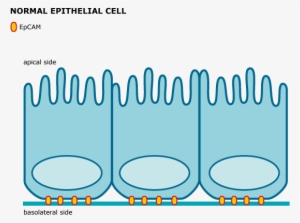 Transformation Of Epithelial-derived Cancer Cells Overexpressing - Epithelial Cell #2350951