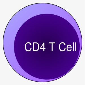 Small - T Cells Cd8+ #2350977