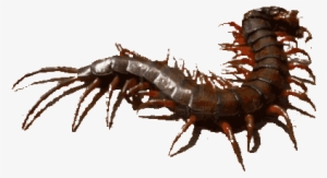 Centipedeuploaded By Guest - Centipede Painting #2351045