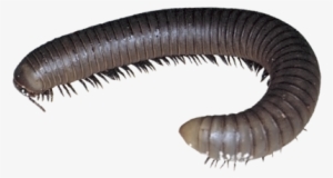 Millipede - Millipede Png #2351063