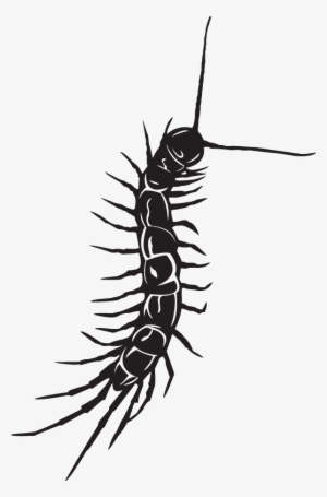 Centipede Black And White Tattoo #2351067