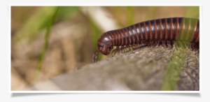 Millipede Removal - New York #2351092