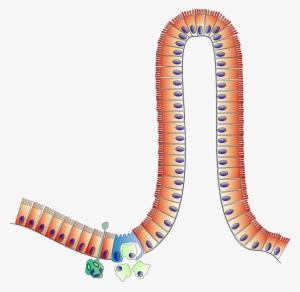 Peyer S Patch - Peyer's Patches Clipart #2351241