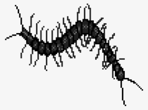 Centipede - Insect #2351305