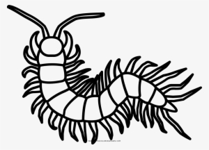 Centipede Coloring Page - Millipede Outline #2351324