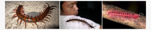 The Centipede Is Probably One Of The Most Disgusting - Centipede #2351448