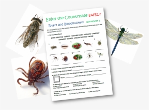 Primary School Teaching Resources Mini Beasts Caudwell #2351488