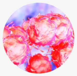 Mesenchymal Stem Cells - Non Hodgkin's Lymphoma Cells #2351511