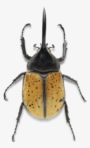 Hercules Beetle Rhino Beetle, Beetle Bug, Small Animals, - Beetle Legs #2351582