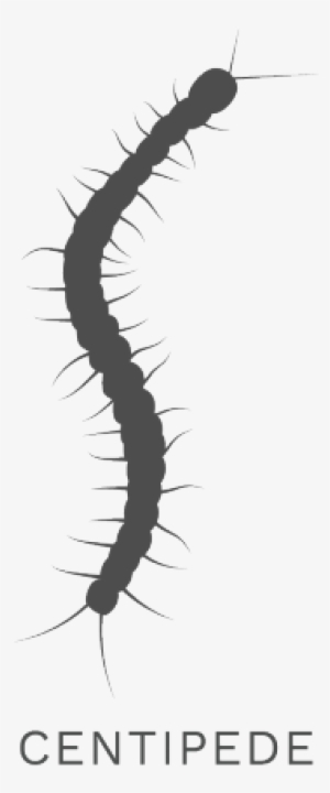 Millipede Clipart Missouri Centipede - Missouri #2351628