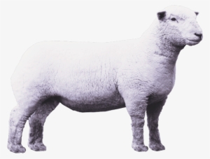 Lamb Png Clipart - Lamb Png #2352622