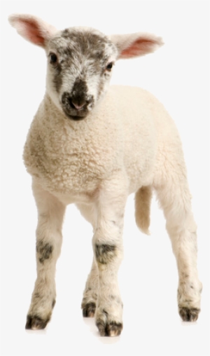Lamb Transparent Png - Lamb White Background #2352647
