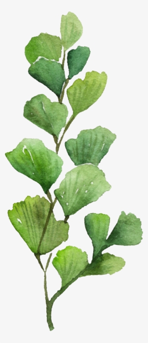 Maidenhair Tree #2352956