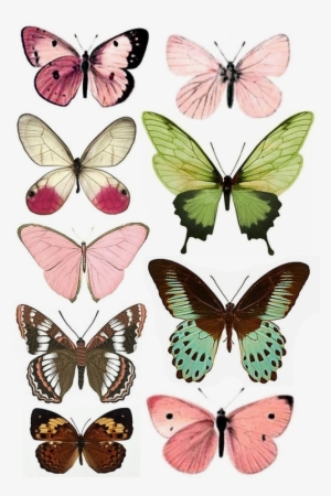 Clases De Maraiposas - Butterfly Art #2352976