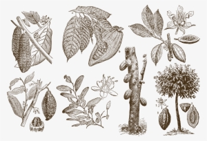 Graphic Transparent Cocoa Bean Download Theobroma Cacao - Cocoa Drawing #2353074